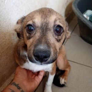 DEETJE (♀) - reserviert Tierhilfe Lebenswert DR - vermittelt