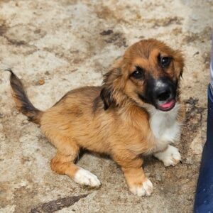 CHAPPY (♂) - ausgeresit zum TH Tuttlingen