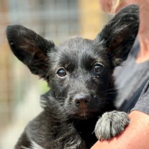 TIRZAH (♀) - auf PS im PLZ Bereich 24 - vermittelt