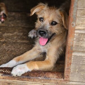 SUZY (♀) - vermittelt MD