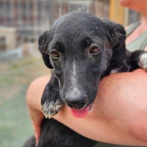 LUPA (♀) - auf PS im PLZ Bereich 75 - vermittelt