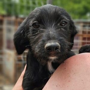 JAYANA (♀) - ausgereist zu Vierbeiner in Not