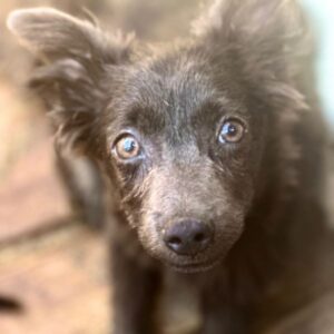 IHRIN (♀) - ausgereist zur Hundehilfe Kreta