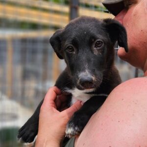 TAMANI (♀) - auf PS im PLZ Bereich 75