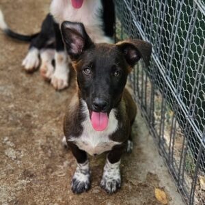 MEXXI (♀) - auf PS im PLZ Bereich 56 - vermittelt