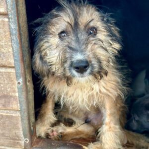 JASPAL (♂) - ausgereist zum TH Tuttlingen