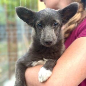 LUMI (♀) - auf Pflegestelle im PLZ Bereich 21 - vermittelt