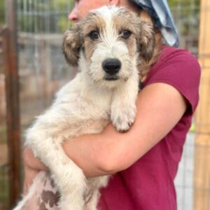 NATALJA (♀) - vermittelt JW