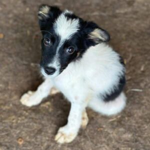 SCADI (♀) - ausgereist zum TH Tuttlingen