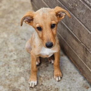 SINDO (♂) - vermittelt MD