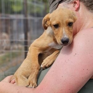 AGNES (♀) - ausgereist zum TH Lingen