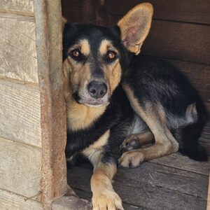 ZANYAR (♂) - RBB 12/24