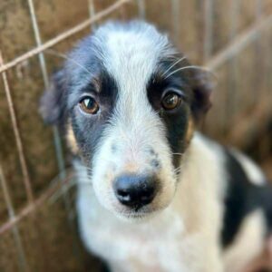 EBBY (♀) - auf PS im PLZ Bereich 15 - vermittelt