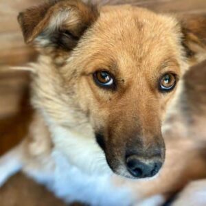 NALE (♀) - NOTFALL - ein Hinterbein fehlt