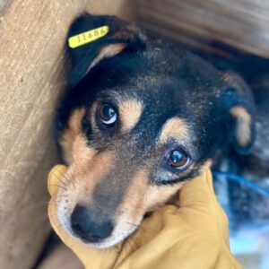 OLI (♂) - vermittelt NH