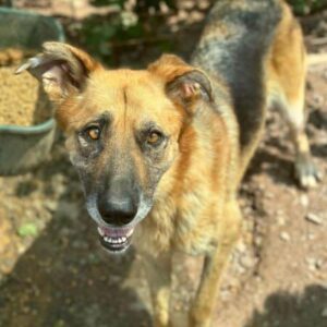 AMEA (♀) - ausgereist zum TH Limburg