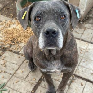 FRIDA (♀) - vermittelt MH