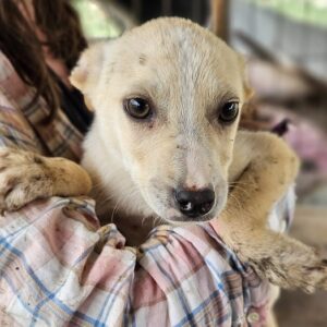 ROBBE (♀) - ausgereist zur SHR e.V.