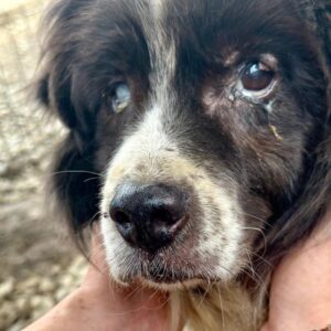 BOB (♂) - NOTFALL-Opi - als PDR GPH auf PDR PS