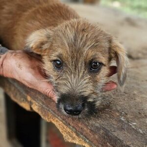 SANJU (♂) - ausgereist zur Schäferhund Rettung e.V.