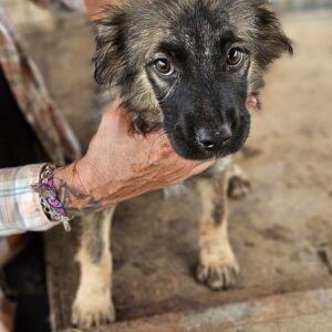 LOTTE (♀) - auf PS im PLZ Bereich 21 (SE) - vermittelt