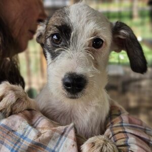 ELEANOR (♀) - ausgereist zur SHR e.V.