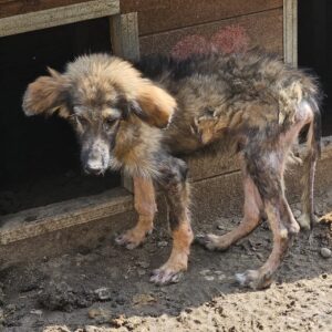 MOLA (♂) - NOTFALL in Rumänien - jetzt auf PS im PLZ Bereich 34 - vermittelt