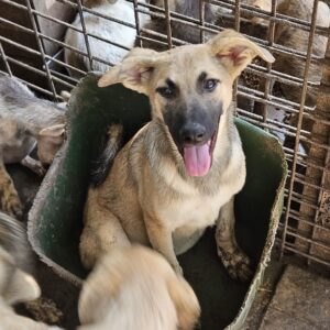 EMMIE (♀) - RBB 10/24