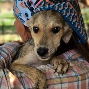 ENI (♀)-auf PS im PLZ Bereich 54 - vermittelt