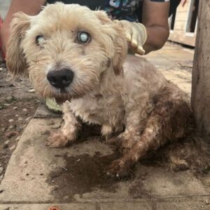 MÖLKI (♂) - Notfall -ausgereist zum TST Rösrath