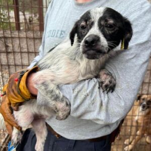 ARCHIBALD (♂) - ausgereist zu Second chance dogs