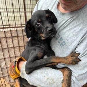 FENJA (♀) - auf PS im PLZ Bereich 21 - vermittelt