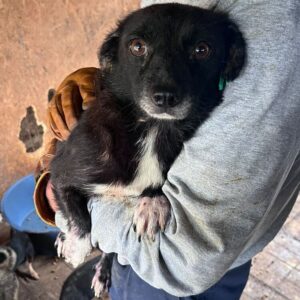 BOSCA (♀) - ausgereist zum TST Rösrath