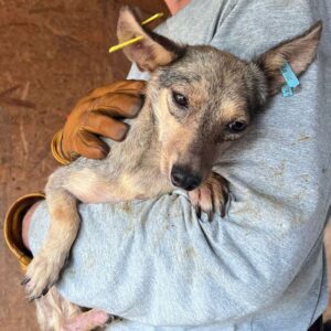 NYLA (♀) - ausgereist zum TST Rösrath