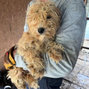 MOHNE (♀) - ausgereist zum TST Rösrath