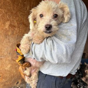 PIA (♀) - ausgereist zum TST Rösrath