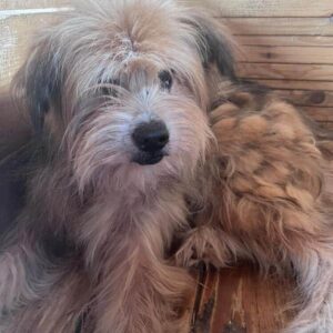 SCRUBBY (♂) - ausgereist zur Hundescheune Fläming