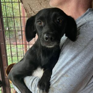 CARMEN (♀) - vermittelt MD