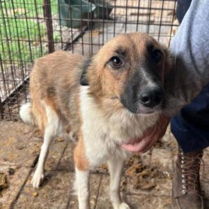 BEVERLY (♀) - auf PS im PLZ Bereich 63 *ausgereist* - vermittelt