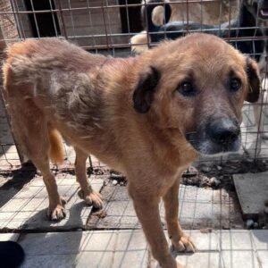 TAKODA (♂) - ausgereist zu Vierbeiner in Not