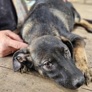 FREDERICK (♂) - sollte zeitnah ausreisen, wird unsicher