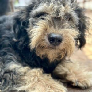 CALOTTA (♀) - reserviert Mihaela DR - ausgereist 20.12.24