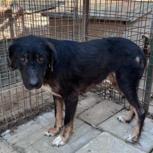 OCTAVIA (♀) - Hautprobleme (08/24)