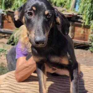 HILDCHEN (♀) - auf PS im PLZ Bereich 27 -vermittelt