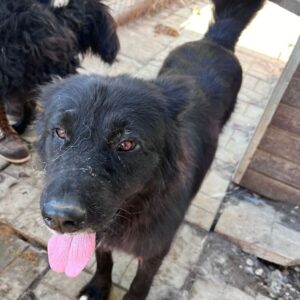 SUNA (♀) - abgeschnittene Ohren