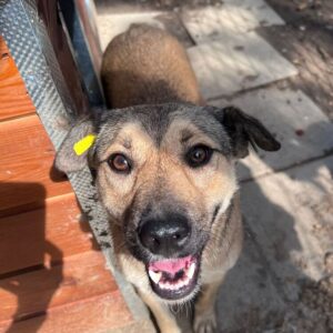 ELVA (♀) reist auf PS PLZ Bereich 639 (24/05 MH)