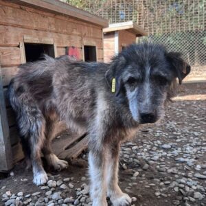 OPA STRUSEL (♂) - RBB 08/24