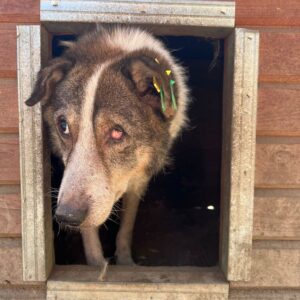 OPA KALEUN (♂) - Notfall in Rumänien - als PDR GPH auf PDR PS