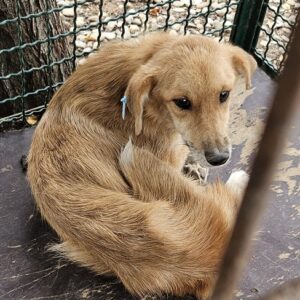 BELL (♀) - Notfall in Rumänien - jetzt auf PS im PLZ Bereich 92 - vermittelt