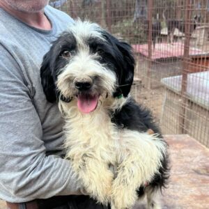 CHESS (♂) - ausgereist zum TST Rösrath